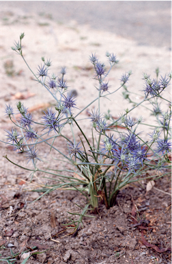 APII jpeg image of Eryngium ovinum  © contact APII