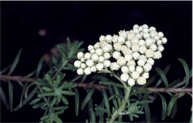 APII jpeg image of Ozothamnus diosmifolius  © contact APII