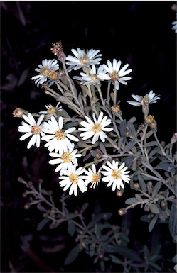 APII jpeg image of Olearia phlogopappa var. phlogopappa  © contact APII
