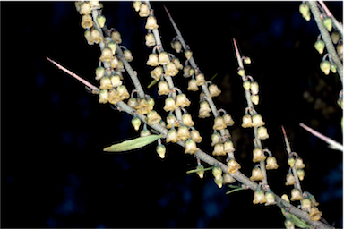 APII jpeg image of Melicytus dentatus  © contact APII