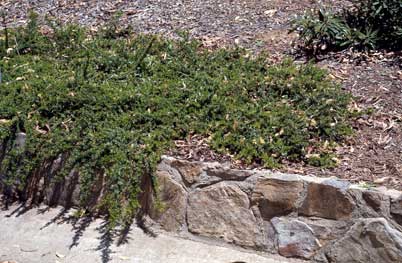 APII jpeg image of Grevillea juniperina subsp. amphitricha  © contact APII