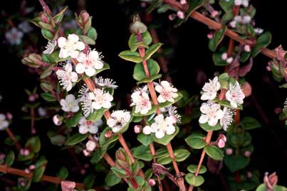 APII jpeg image of Hypocalymma cordifolium subsp. cordifolium  © contact APII