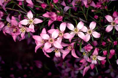 APII jpeg image of Boronia deanei subsp. acutifolia  © contact APII