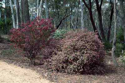 APII jpeg image of Boronia heterophylla,<br/>Boronia mollis  © contact APII