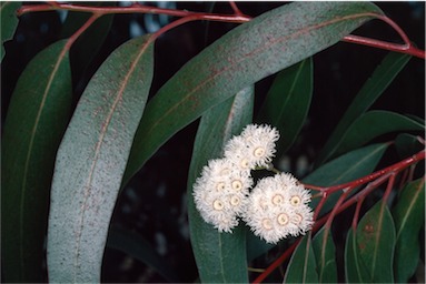 APII jpeg image of Eucalyptus stenostoma  © contact APII