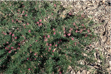 APII jpeg image of Grevillea confertifolia  © contact APII
