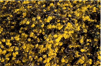 APII jpeg image of Hibbertia empetrifolia  © contact APII