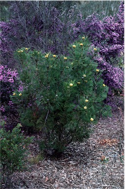 APII jpeg image of Isopogon anethifolius  © contact APII