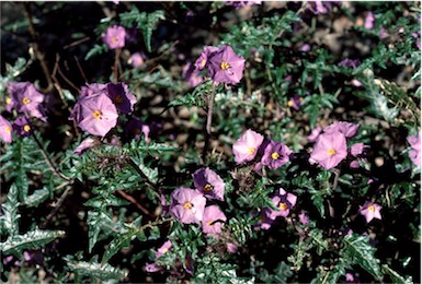 APII jpeg image of Solanum cinereum  © contact APII