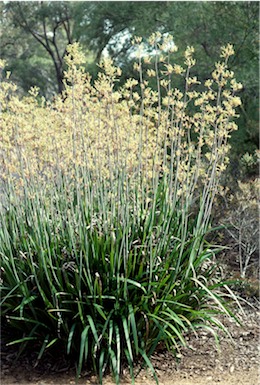 APII jpeg image of Anigozanthos flavidus  © contact APII