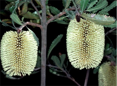 APII jpeg image of Banksia lemanniana  © contact APII