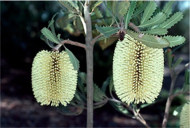 APII jpeg image of Banksia lemanniana  © contact APII