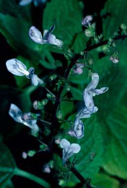 APII jpeg image of Plectranthus apreptus  © contact APII