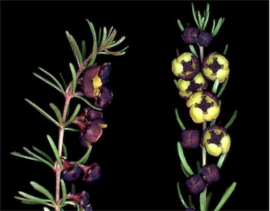 APII jpeg image of Boronia megastigma  © contact APII