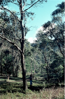 APII jpeg image of Eucalyptus dalrympleana,<br/>Eucalyptus camphora subsp. humeana  © contact APII