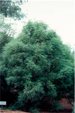 APII jpeg image of Polyscias sambucifolia  © contact APII