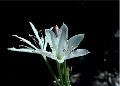 APII jpeg image of Crinum flaccidum  © contact APII