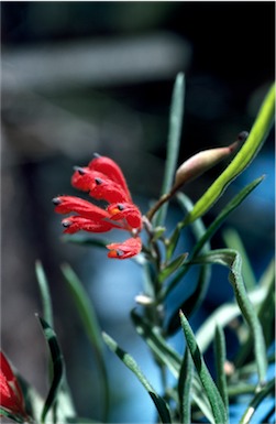 APII jpeg image of Grevillea bronweniae  © contact APII