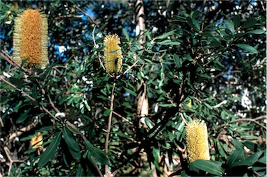 APII jpeg image of Banksia integrifolia subsp. integrifolia  © contact APII
