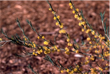 APII jpeg image of Acacia flexifolia  © contact APII