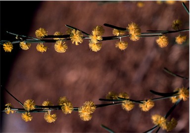 APII jpeg image of Acacia flexifolia  © contact APII