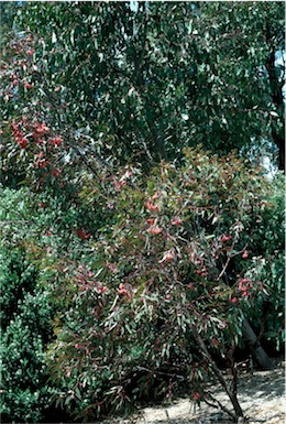 APII jpeg image of Eucalyptus caesia subsp. magna  © contact APII