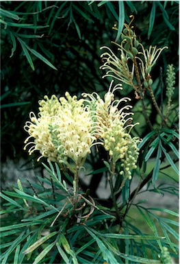 APII jpeg image of Grevillea banksii  © contact APII