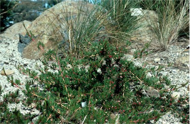 APII jpeg image of Darwinia fascicularis subsp. oligantha  © contact APII