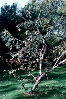 APII jpeg image of Eucalyptus sturgissiana  © contact APII