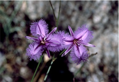 APII jpeg image of Thysanotus tuberosus subsp. tuberosus  © contact APII