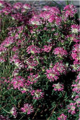 APII jpeg image of Pimelea rosea  © contact APII