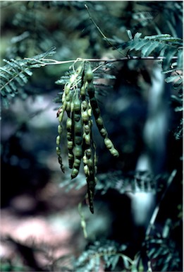 APII jpeg image of Acacia parvipinnula  © contact APII