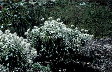 APII jpeg image of Helichrysum elatum  © contact APII