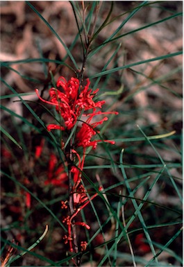 APII jpeg image of Grevillea dimorpha  © contact APII