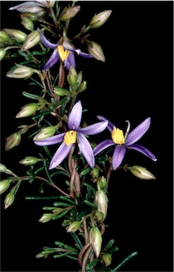 APII jpeg image of Cheiranthera simplicifolia  © contact APII