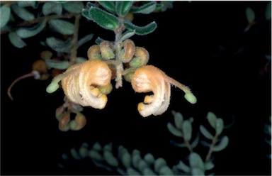 APII jpeg image of Grevillea alpina  © contact APII