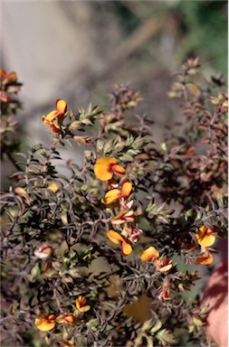 APII jpeg image of Pultenaea procumbens  © contact APII