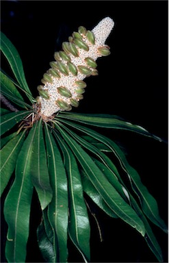 APII jpeg image of Banksia integrifolia subsp. compar  © contact APII