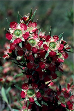 APII jpeg image of Leptospermum spectabile  © contact APII