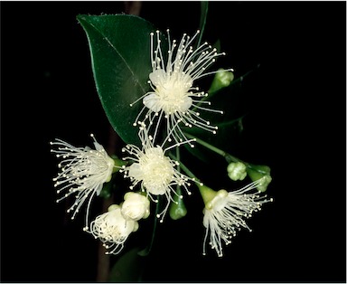 APII jpeg image of Syzygium australe  © contact APII