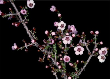 APII jpeg image of Baeckea crassifolia  © contact APII