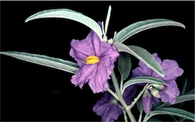 APII jpeg image of Solanum sturtianum  © contact APII