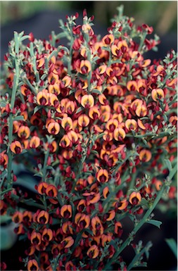 APII jpeg image of Daviesia physodes  © contact APII
