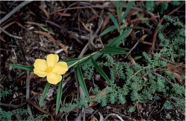 APII jpeg image of Hibbertia longifolia  © contact APII