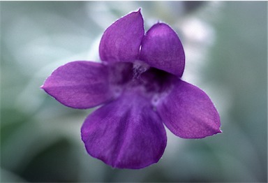 APII jpeg image of Eremophila warnesii  © contact APII