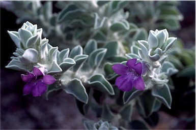 APII jpeg image of Eremophila warnesii  © contact APII