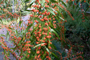 APII jpeg image of Acacia leprosa 'Scarlet Blaze'  © contact APII