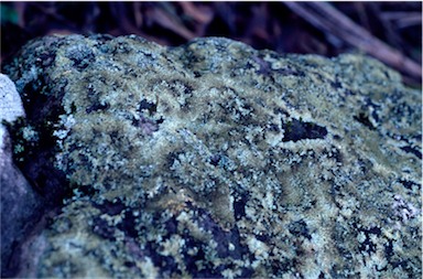 APII jpeg image of Relicinia sydneyensis  © contact APII