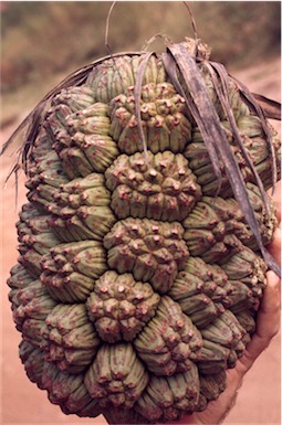 APII jpeg image of Pandanus cookei  © contact APII