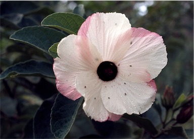 APII jpeg image of Hibiscus sankowskyorum  © contact APII